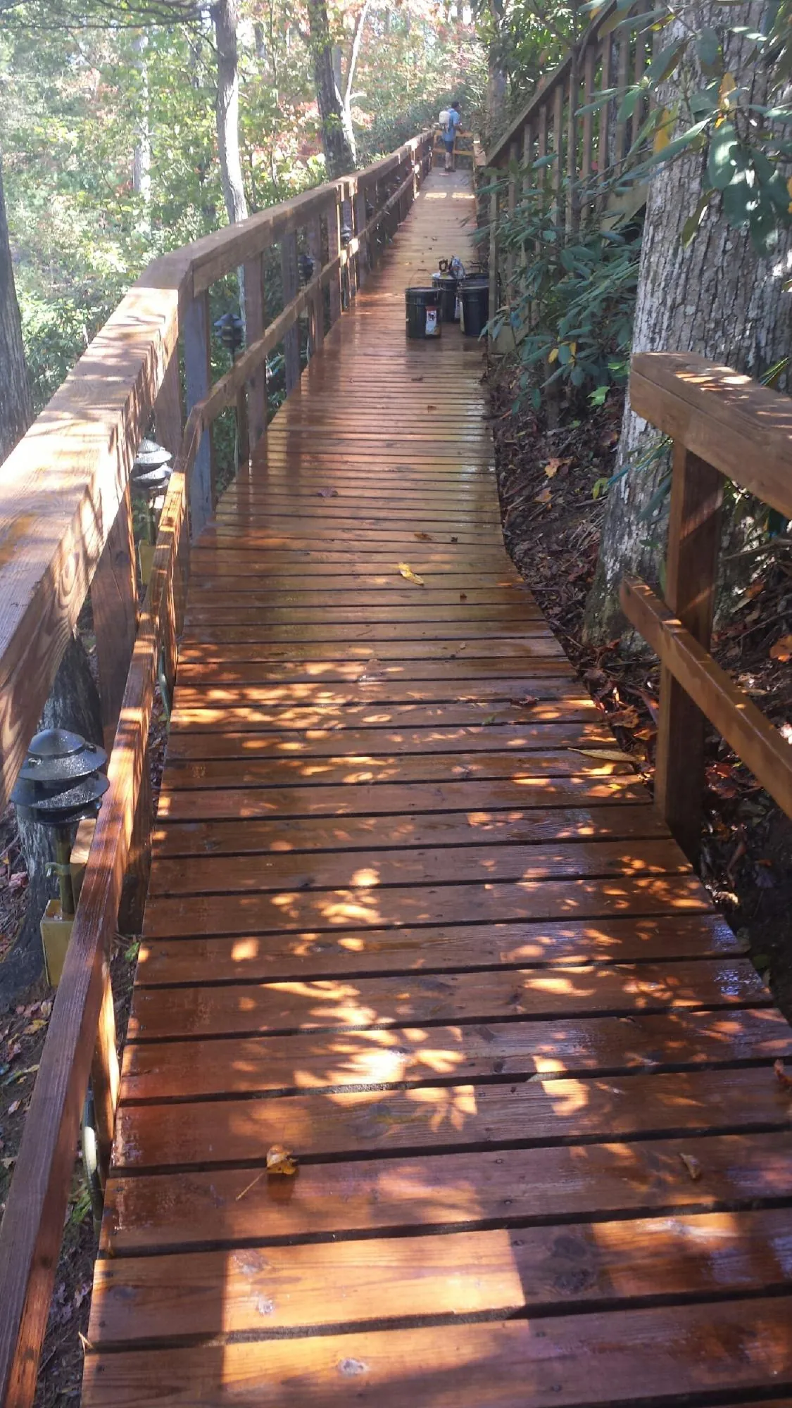 Freshly stained wood walkway winding through the woods in Lathrop